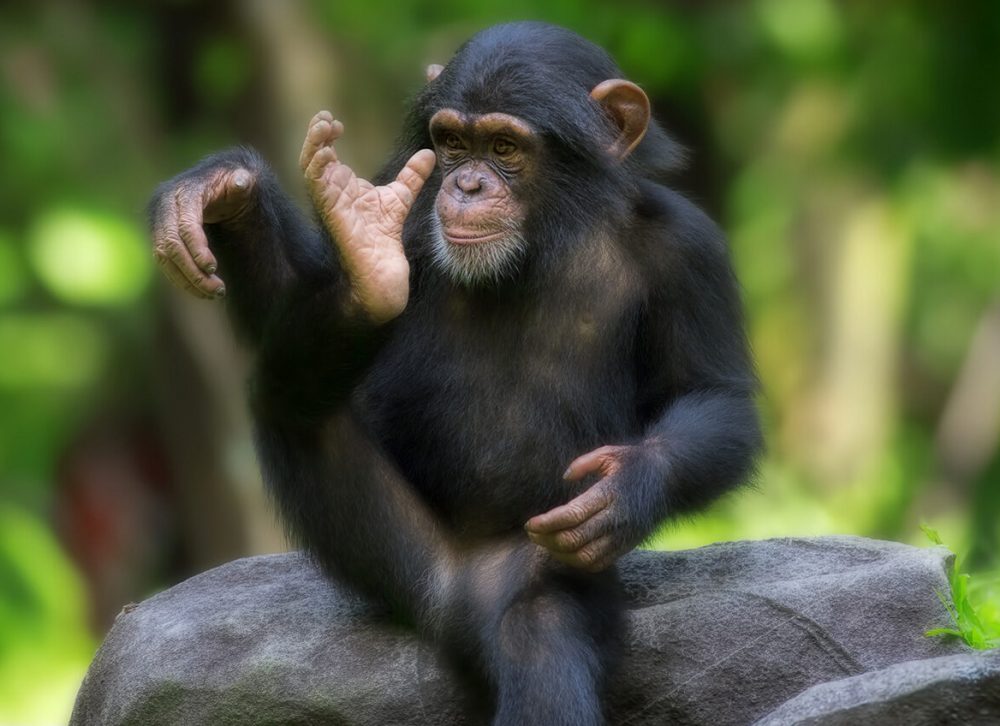 Common-Chimpanzee-1444x848