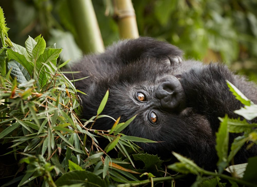 Gorilla_Trek_21628-1444x848