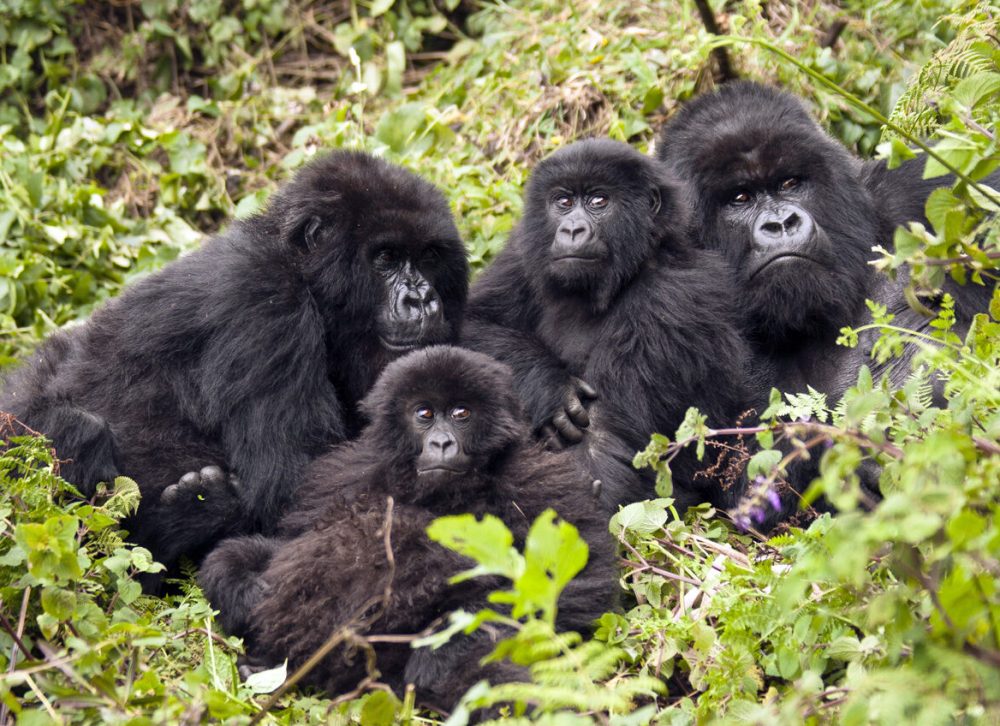 gorillas_244333651-1444x848